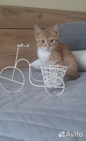 Сладкий Коржик