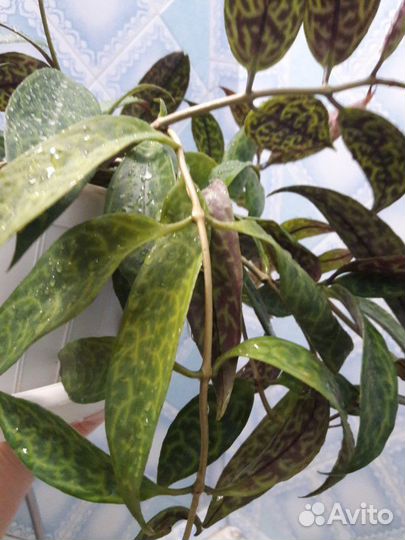 Эсхинантус - комнатные цветы