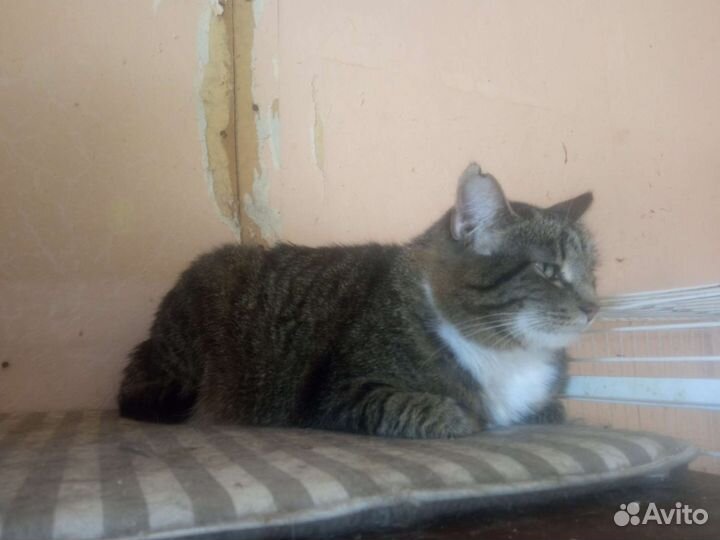 Кошка в дар