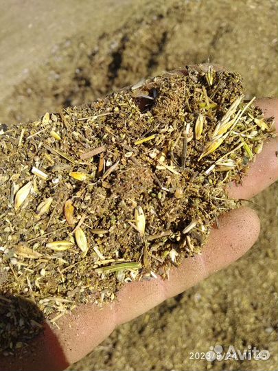 Ячмень рожь