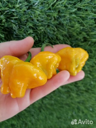 Семена перцы острые, перец сладкий Гагашар