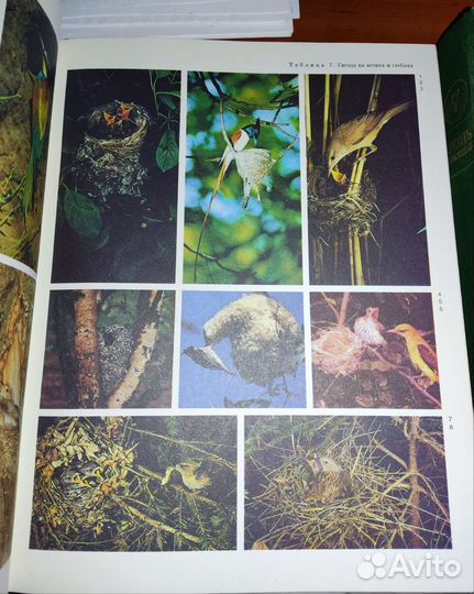 Жизнь животных 7 том