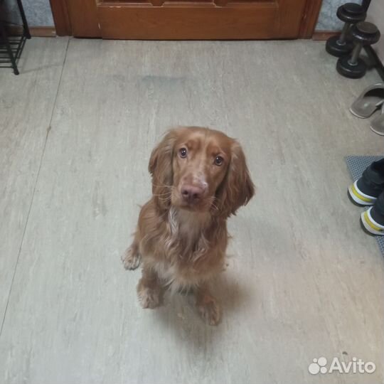 Английский Кокер спаниель