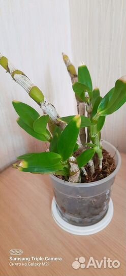 Дендробиум