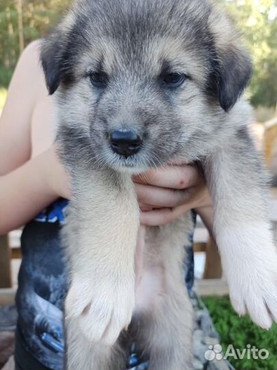 Отдам щенков на охрану