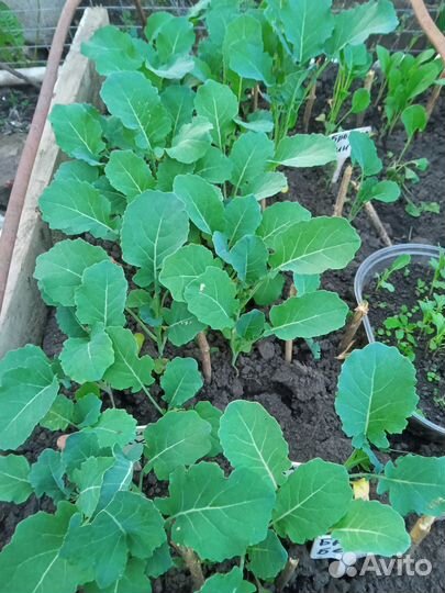 Рассада помидоры, перец, баклажаны, капуста, дыни