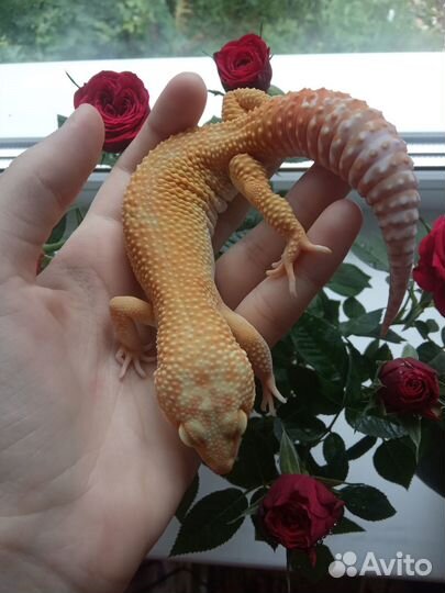 Пятнистый леопардовый эублефар