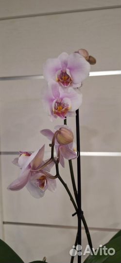 Орхидея Фаленопсис Застывшее Пламя
