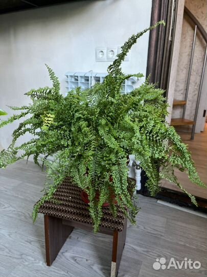 Папоротник нефролепис