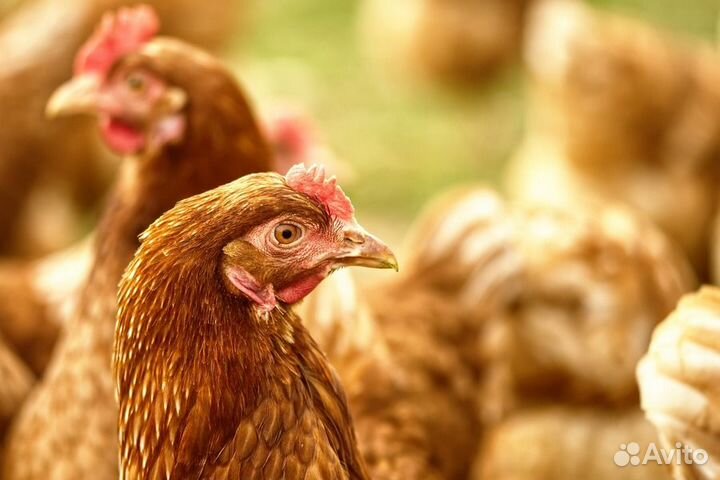 Разнорабочие на птицефабрику\вахта 3-х питание