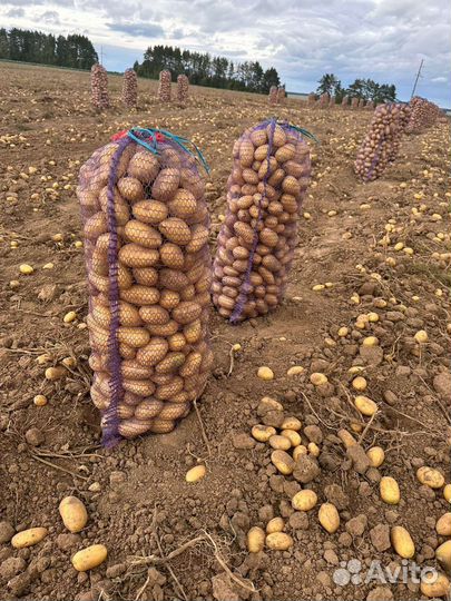 Картофель гала