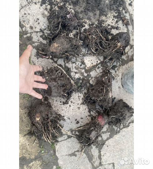 Банановое дерево(пальма)