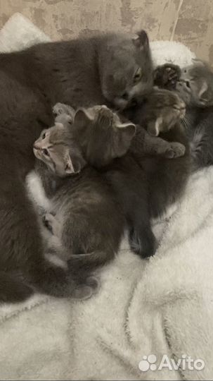 Кошки вислоухие
