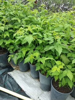 Саженцы плодовых, ягодных и декоративных культур