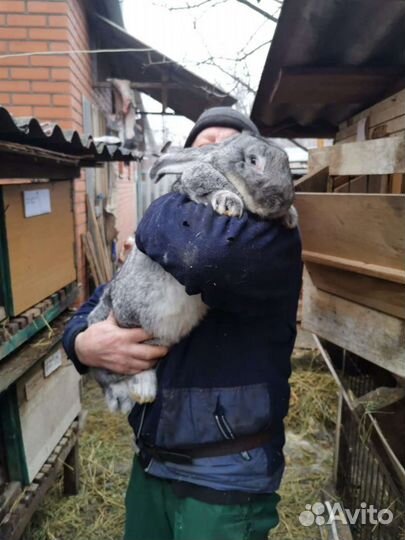 Кролики на племя. Самцы, Самки