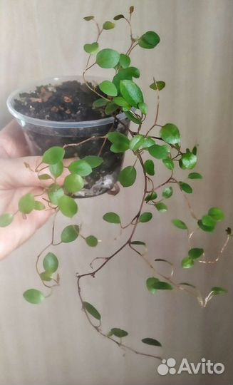 Церопегия вариегатная и мюленбекия