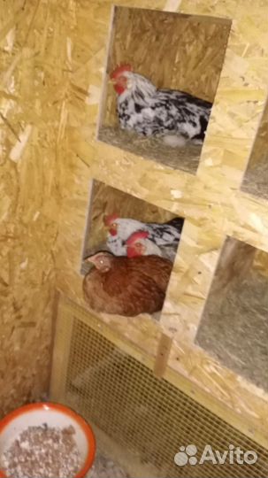 Продажа петухов