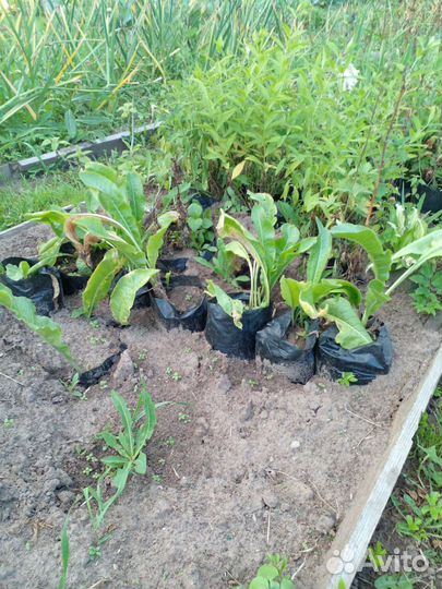 Хрен садовый на посадку