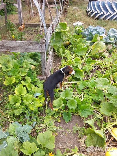 Продаются щенки финской гончей