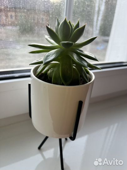 Суккуленты