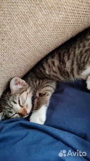 Котенок-девочка Печенька ищет маму