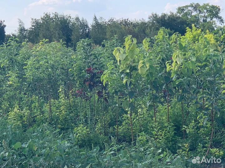 Саженцы плодовых деревьев