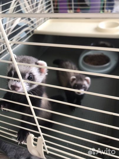 Хорек девочка