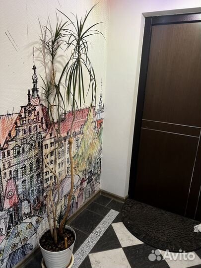 Пальма драцена маргината