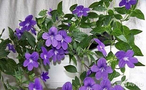 Руэллия Макойя – яркое и нежное растение