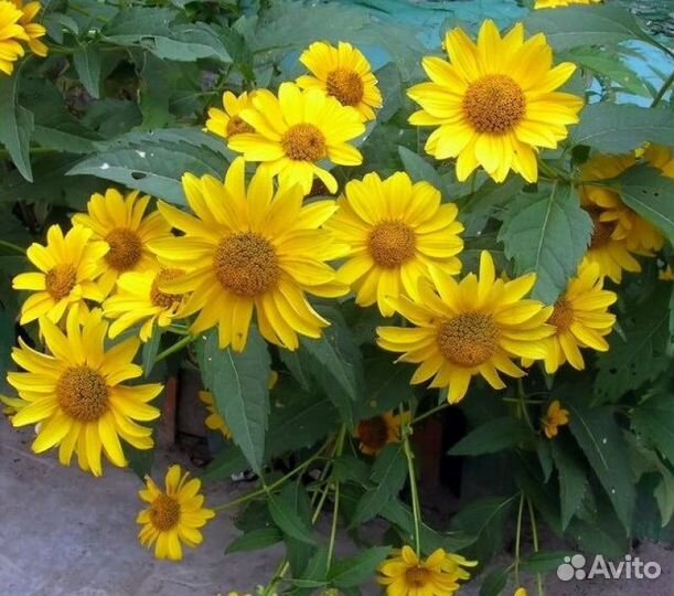 Гелиопсис подсолнечниковый