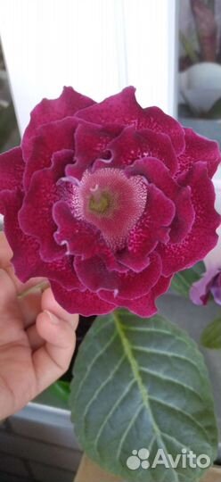 Глоксиния цветущая