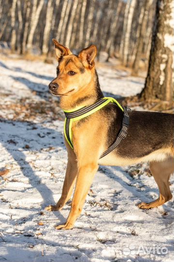 Весёлая Элис ищет добрые руки