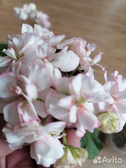 Герань пеларгония