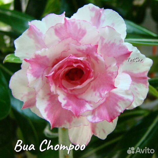 Адениум черенки (срез)