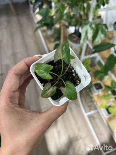 Сингониумы