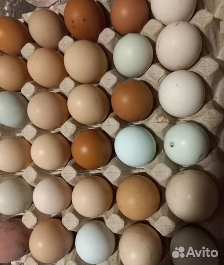 Инкубационное яйцо и цыплята