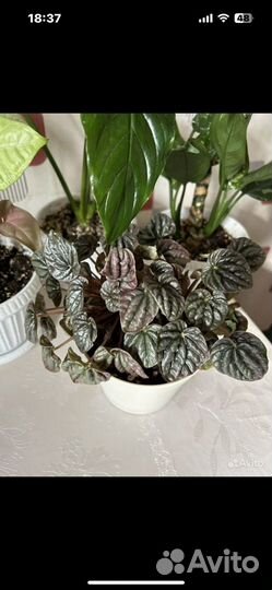 Набор растений