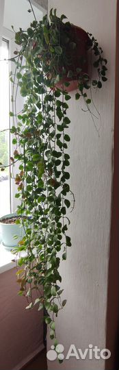 Комнатный цветок с Тайланда