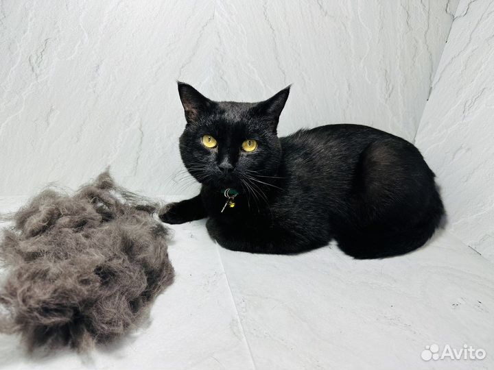 Грумер, Экспресс -Линька, стрижка, Груминг