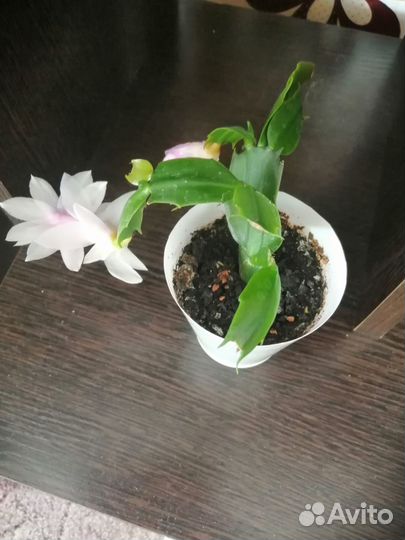 Комнатные растения цветы