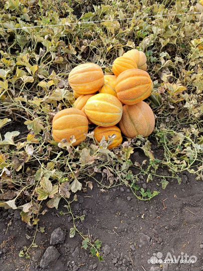 Дыня эфиопка