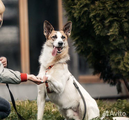 Собака в добрые руки