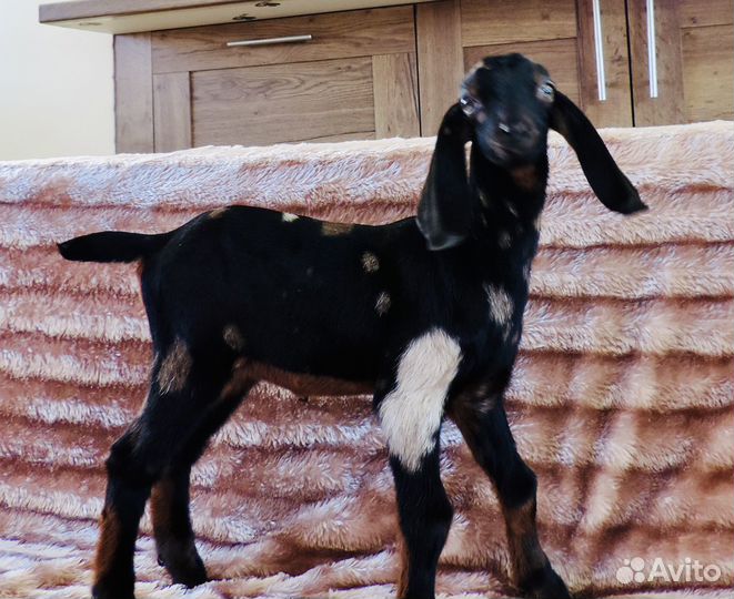 Англо – Нубийские Козлята 100% и дойные козы