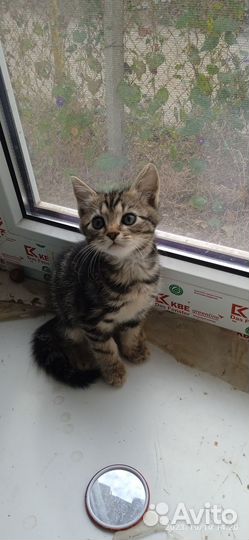 Котик в добрые руки