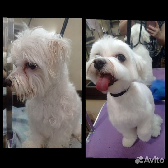 Грумер стрижка собак