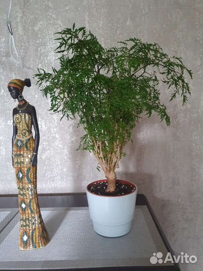 Полисциас кучерявый (укорен. черенки)