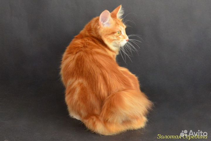 Курильский бобтейл