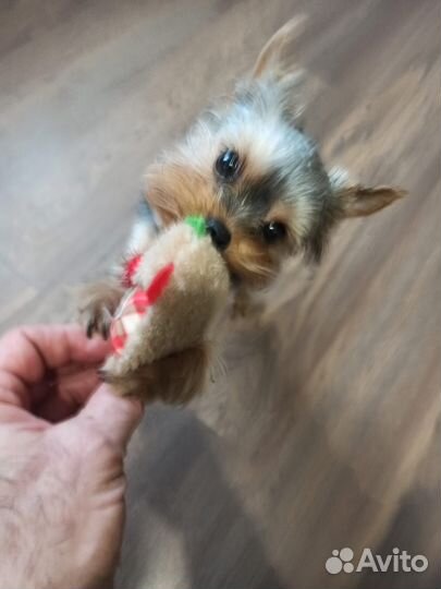 Йоркширский терьер