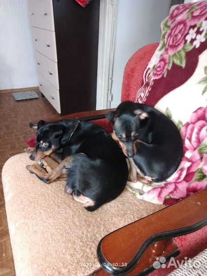 Щенки тойтерьера