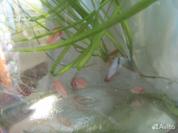 Цихлиды мальки отдам